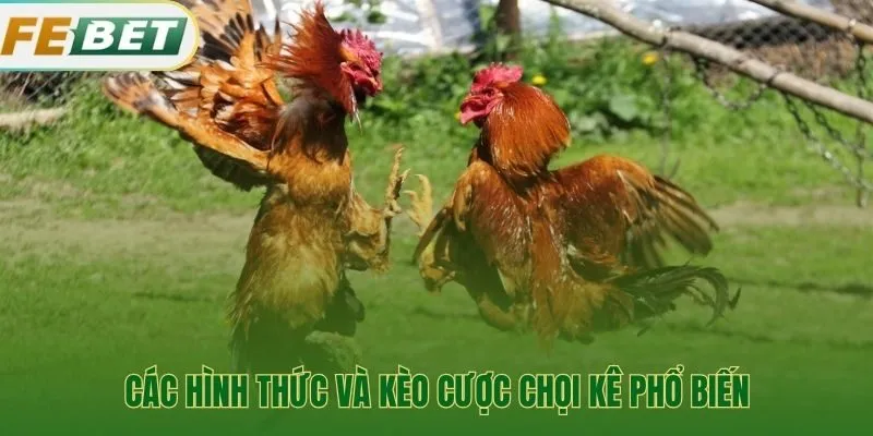 Các kèo cược phổ biến trong đá gà Febet