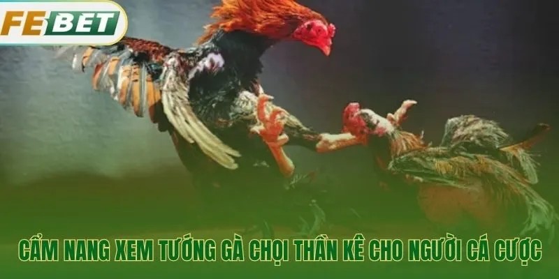 Nhận diện tướng gà chọi thần kê qua vảy và tướng mạo