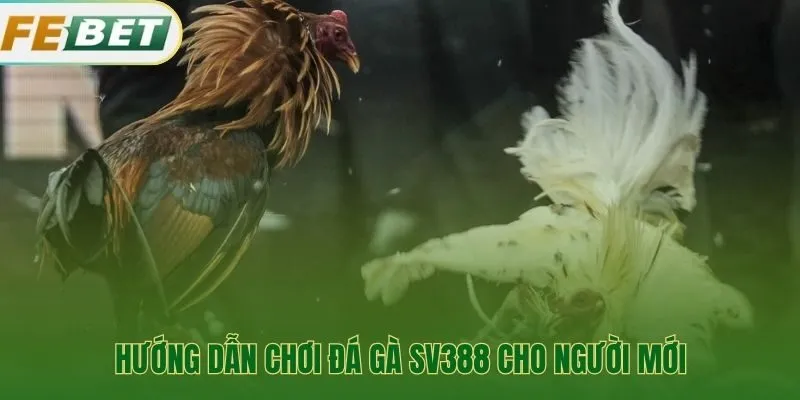 Hướng dẫn tham gia SV388 với 4 bước đơn giản cho người mới