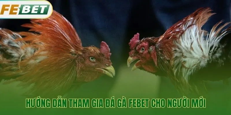 Hướng dẫn các bước tham gia đá gà Febet