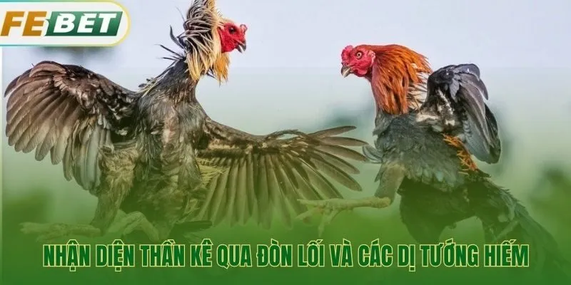 Đòn lối và dị tướng của tướng gà chọi thần kê