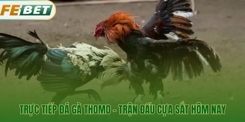 Các trận đá gà cựa sắt hôm nay phát sóng HD từ Thomo