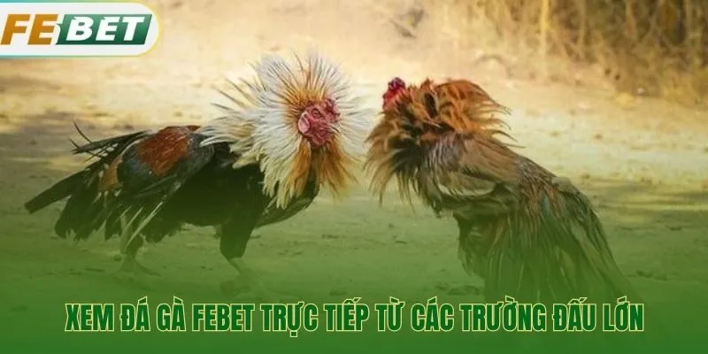 Trải nghiệm trực tiếp từ sới đấu Thomo và Philippines